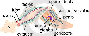 Reproductive system of planaria flatworm